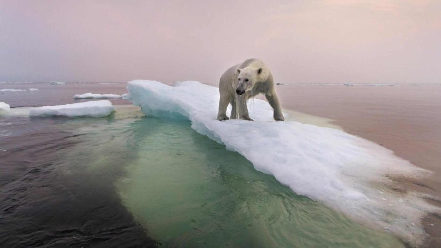 A polar bear stands on one of many melting polar ice cap.