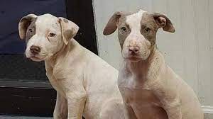 Two of the three missing puppies have been found and returned to the animal shelter.