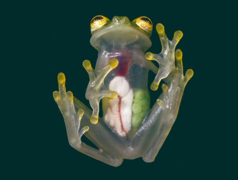 The Glass Frogs organs are visible through its translucent skin. 
