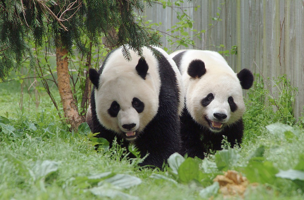 The Legacy of The Smithsonian National Zoo Pandas