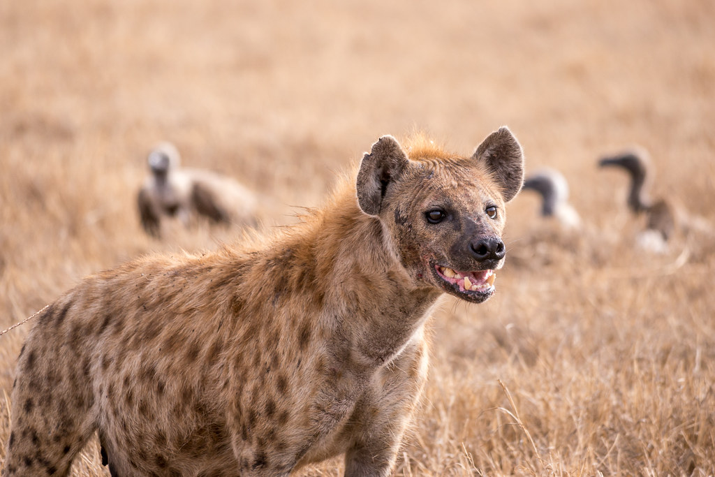 The spotted hyena gazes into the distance.
